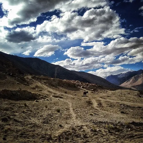 A donkey climbs up the mountain in Leh India Asia Photojo