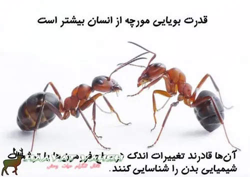 مورچه ها، بوی یکدیگر را با استفاده از حسگرهایی در آنتن ها