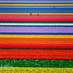 مزرعه گل در هلند