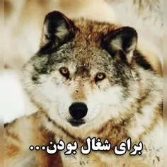 فیلم و سریال ایرانی amirh85 32334681