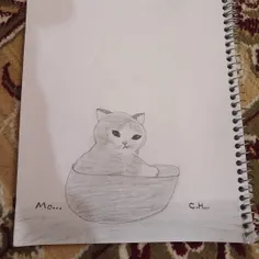 نقاشی گربه تو کاسه