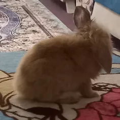 خرگوشمح:)