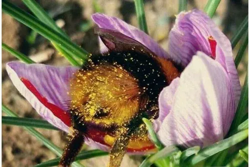 یک زنبور عسل در حال جمع آوری شهد برای تولید عسل و گرده ها