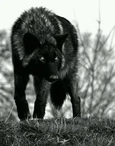 wolf...