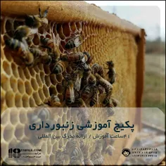 مشکلات زنبورداری + انواع زنبور عسل