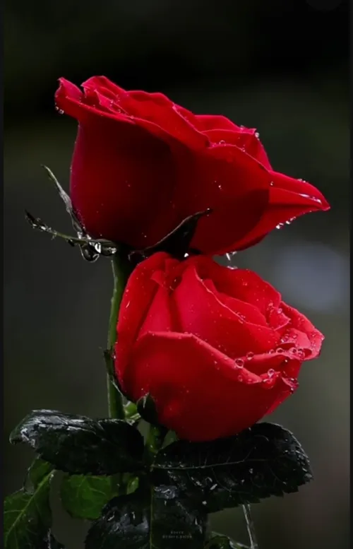 گل برای تمامی دوستان ویسگون