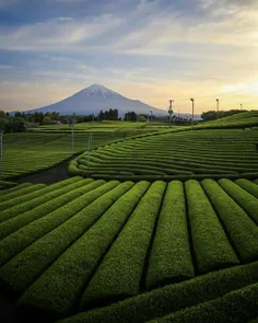 📸 مزارع چای در شهر فوجی در استان شیزوئوکا ژاپن 🌱 🇯 🇵