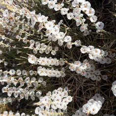 گل زیبای یک نوخار کوهی در ارومیه