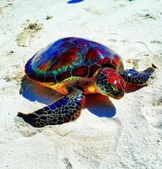 گونه ای کمیاب از لاکپشت دریایی با بدن رنگی