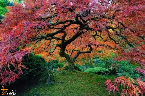 زیباترین درختان جهان