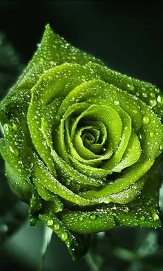 green rose