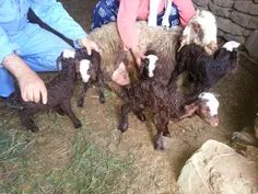 زایمان پنج قلو یک گوسفند در روستای علی آباد شهرستان ملایر