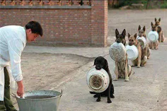سگ های پلیس چین