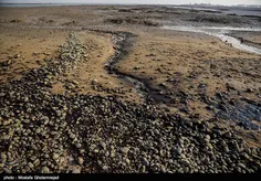 آلودگی نفتی در سواحل بندر ماهشهر 