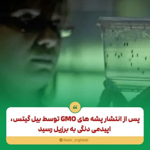 پس از انتشار پشه های GMO توسط بیل گیتس، اپیدمی دنگی به بر