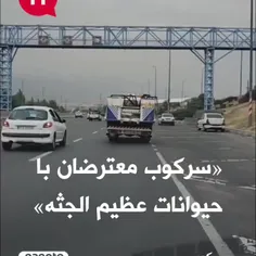 استفاده نیرو های حکومتی از حیوانات بزرگ برای سرکوب🤣🤣