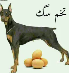 .هخخخخخخ