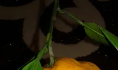 بفرمایید نارنگی