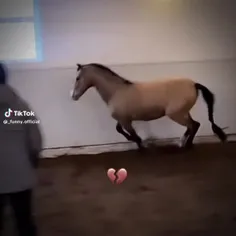 فقط اسب کوچیکه😂🗿