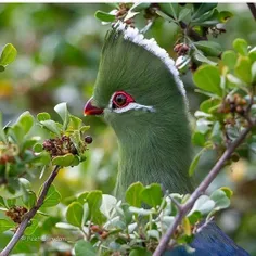 One of the most beautiful birds l've ever seen. Named Tor