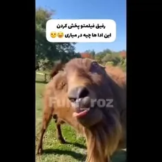 رفیق فیلمت بخش شده😂😂😂😂😂😂