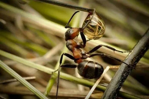 اب خوردن مورچه
