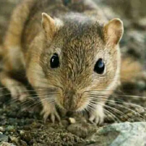 موش های صحرایی سالانه یک سوم منابع و ذخایر غذایی جهان را 