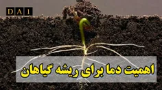 اهمیت دمای ناحیه ریشه در گیاهان