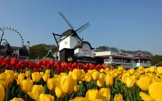 گلهای لاله در هلند