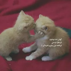 عکس نوشته moha_dese55 32401623