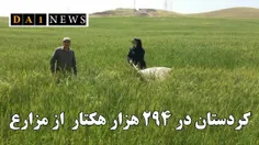 مبارزه با آفت سن در ۲۹۴ هزار هکتار از مزارع کردستان انجام