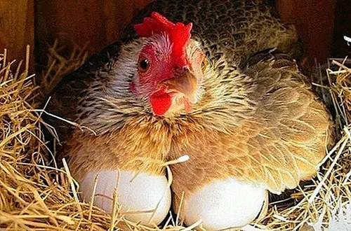 بنگر که مرغ چگونه شور تخمگذاری و پرورش جوجه در سر دارد حا