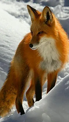 #Fox 