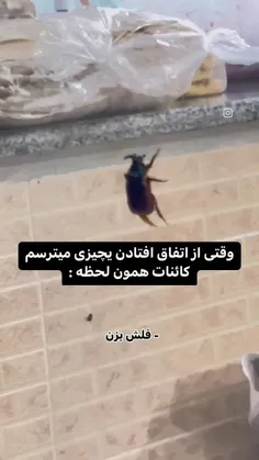 من اگه جای  اونا بودم ایست قلبی میکردم 💀🤣