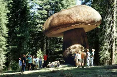 بزرگ ترین و قدیمی ترین#قارچ جهان!