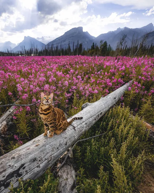 طبیعت زیبا حیوانات گربه