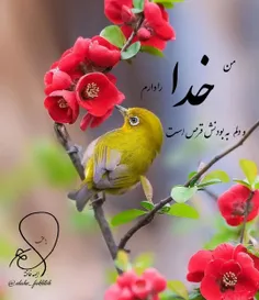 من خدا را دارم و دلم به بودنش قرص است