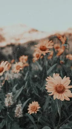 پس زمینه طوری🌼