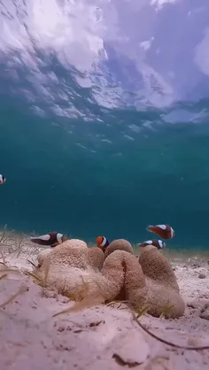 دلقک ماهی پاندا Panda Clownfish و شقایق دریایی فرشی غول‌پ
