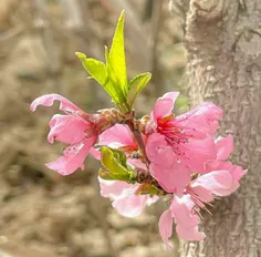 یادت نره دست نکشی از تموم اون چیزهایی که دلیلی برای لبخند