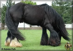 اسب به این قشنگی دیده بودی؟