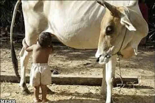 شیرخوردن بچه از شیر گاو