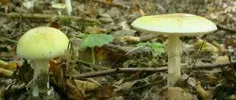 سمی ترین قارچ دنیا موسوم به قارچ زرد