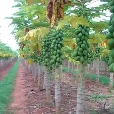 خیلی میوه ی جالبیه 😍