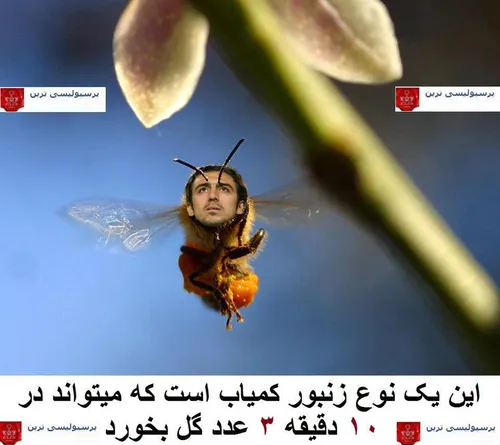 حاج مهدی عسل