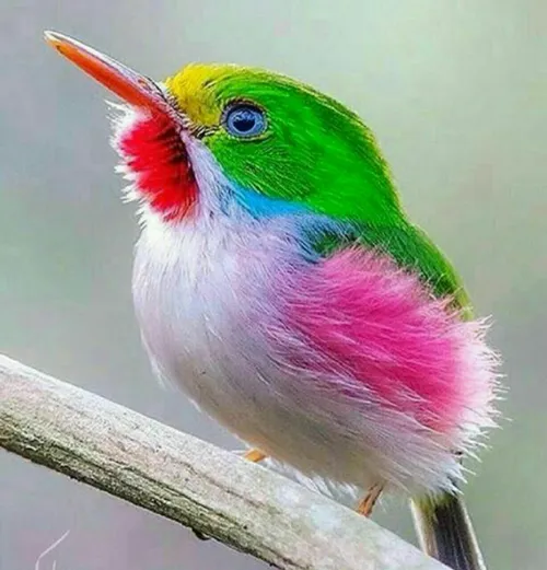 یک پرنده و ده ترکیب رنگ
