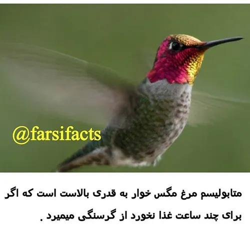 nature naturefarsifacts طبیعت