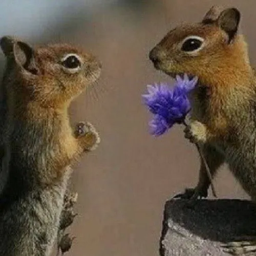 میدونستین سنجابها برای ابراز علاقه به هم گل میدن؟ فقط دست