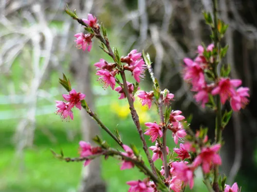 سرچشمه ی عشق با علی آمده است