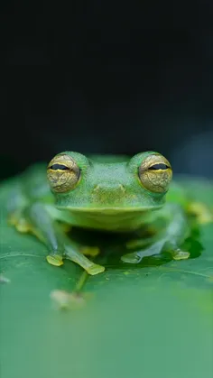 مردمک چشمان قورباغه شیشه‌ای زمردی (Emerald glass frog) که